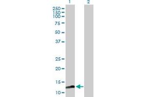 Mago Nashi Homolog 2 Antikörper  (AA 1-148)