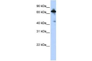 Western Blotting (WB) image for anti-Solute Carrier Family 9 (Sodium/hydrogen Exchanger), Member 8 (SLC9A8) antibody (ABIN2458795)