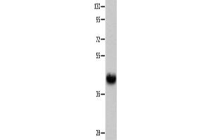 Western Blotting (WB) image for anti-Urotensin 2 Receptor (UTS2R) antibody (ABIN2426016) (UTS2R Antikörper)