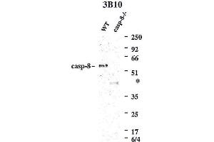 Western blot using anti-Caspase-8 (mouse), mAb (3B10)  detecting endogenous caspase-8 in MEFs from WT mice, but not in MEFs from caspase-8-/- mice. (Caspase 8 Antikörper)