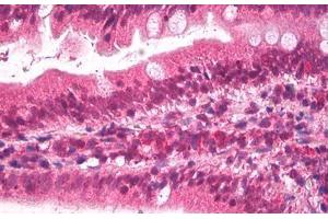 Anti-Apolipoprotein B antibody IHC staining of human small intestine. (APOB Antikörper  (AA 3984-3995))
