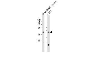 All lanes : Anti-ACTL6A Antibody (N-term) at 1:2000 dilution Lane 1: mouse skeletal muscle lysates Lane 2: K562 whole cell lysates Lysates/proteins at 20 μg per lane. (BAF53A Antikörper  (N-Term))