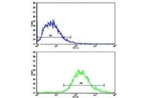 Flow cytometric analysis of Jurkat cells using MERTK antibody (bottom histogram) compared to a negative control (top histogram). (MERTK Antikörper)