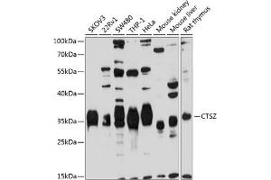 Western blot analysis of extracts of various cell lines, using CTSZ antibody (ABIN3016448, ABIN3016449, ABIN3016450 and ABIN6219750) at 1:1000 dilution. (Cathepsin Z Antikörper  (AA 1-303))