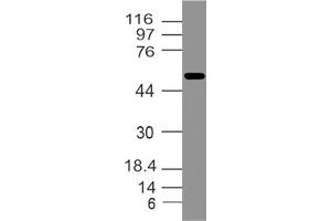 Image no. 1 for anti-Interferon Activated Gene 202B (Ifi202b) (AA 200-430) antibody (ABIN5027289) (Ifi202b Antikörper  (AA 200-430))