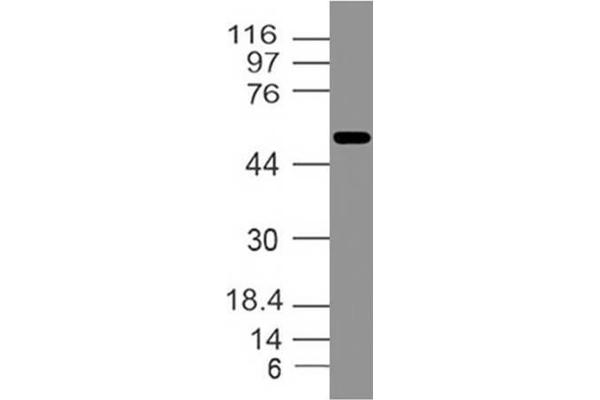 Ifi202b Antikörper  (AA 200-430)