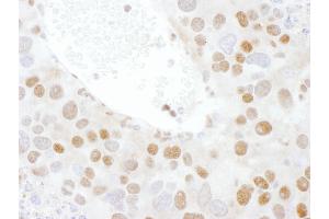 Immunohistochemistry (IHC) image for anti-TAR DNA Binding Protein (TARDBP) (AA 250-300) antibody (ABIN7454906) (TARDBP Antikörper  (AA 250-300))