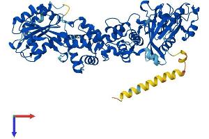RHOT1 Protein (AA 1-618) (His tag)
