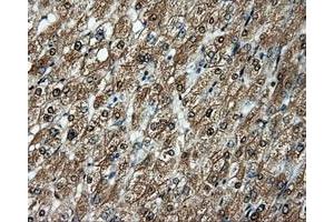 Image no. 13 for anti-Amyloid beta (A4) Precursor Protein (APP) antibody (ABIN1496877) (APP Antikörper)