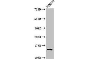 Western Blot Positive WB detected in: HEK293 whole cell lysate All lanes: SNRPD1 antibody at 2. (SNRPD1 Antikörper  (AA 1-119))