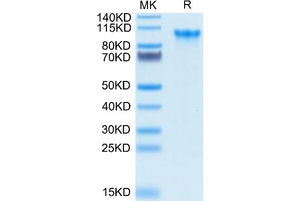 CD93 Protein (CD93) (AA 22-580) (His-Avi Tag,Biotin)