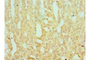 Immunohistochemistry of paraffin-embedded human adrenal gland tissue using ABIN7166367 at dilution of 1:100 (SERPINA1 Antikörper  (AA 165-444))