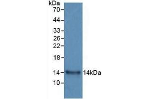 Western blot analysis of recombinant Human IL33. (IL-33 Antikörper  (AA 112-270))