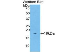 Western Blotting (WB) image for anti-Interleukin 1 alpha (IL1A) (AA 111-204) antibody (ABIN1859377)