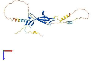 EAF2 Protein (AA 1-262) (His tag)