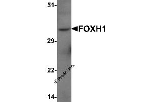 Western Blotting (WB) image for anti-Forkhead Box H1 (FOXH1) (N-Term) antibody (ABIN1077399) (FOXH1 Antikörper  (N-Term))