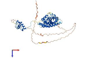HNF4A Protein (AA 1-474) (His tag)