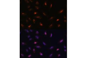 Immunofluorescence analysis of U-2 OS cells using LLPH antibody (ABIN7268290) at dilution of 1:100.