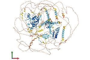 Protein Structure (PS) image for Arginine-Glutamic Acid Dipeptide (RE) Repeats (RERE) (AA 1-1566) protein (His tag) (ABIN7555142)