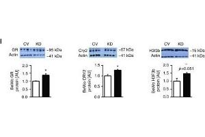 MiR-340 exerts its effects through targeting of GR, Cry2, and H3f3b. (Histone H3.3B Antikörper  (full length))