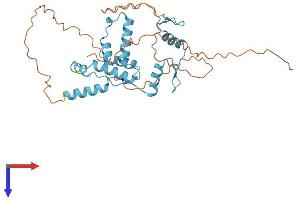 ZNF396 Protein (AA 1-335) (His tag)
