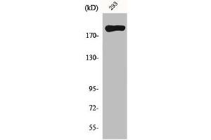 Western Blot analysis of 293 cells using MYH14 Polyclonal Antibody (Myosin Antikörper  (Internal Region))