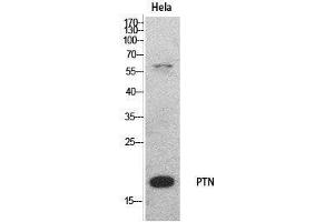 Western Blot (WB) analysis of HeLa cells using PTN Polyclonal Antibody. (Pleiotrophin Antikörper  (Internal Region))