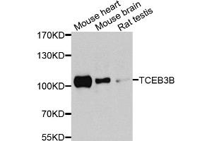 Western blot analysis of extracts of various cell lines, using TCEB3B antibody.