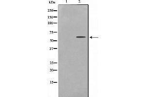 Western blot analysis on HepG2 cell lysate using UBXD5 Antibody,The lane on the left is treated with the antigen-specific peptide. (UBXN11 Antikörper  (Internal Region))