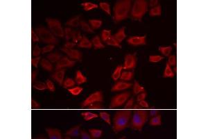 Immunofluorescence analysis of HeLa cells using SEPHS1 Polyclonal Antibody (SEPHS1 Antikörper)