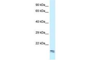 Image no. 1 for anti-SEC11 Homolog C (SEC11C) (AA 107-156) antibody (ABIN6747529) (SEC11C Antikörper  (AA 107-156))