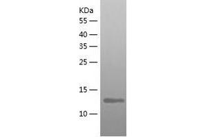 Western Blotting (WB) image for Nedd4 Family Interacting Protein 1 (NDFIP1) (AA 1-116) protein (His tag) (ABIN7288594) (NDFIP1 Protein (AA 1-116) (His tag))