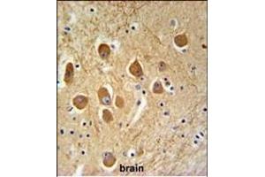SD9L Antibody (C-term) (ABIN651359 and ABIN2840201) IHC analysis in formalin fixed and paraffin embedded human brain tissue followed by peroxidase conjugation of the secondary antibody and DAB staining. (SAMD9L Antikörper  (C-Term))
