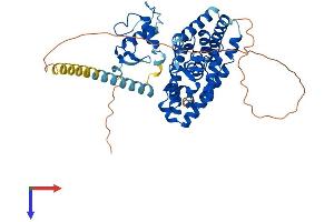 RORB Protein (AA 1-470) (His tag)
