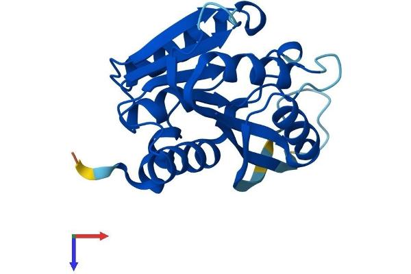 METTL5 Protein (AA 1-209) (His tag)