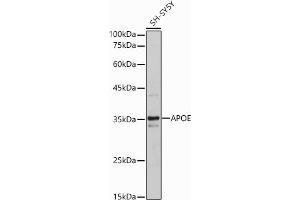 Western blot analysis of extracts of SH-SY5Y cells, using APOE antibody (ABIN6133561, ABIN6137017, ABIN6137019 and ABIN6213793) at 1:500 dilution. (APOE Antikörper  (AA 200-300))