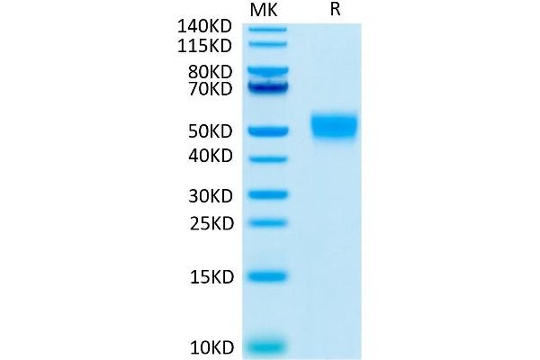 CD24 Protein (AA 27-59) (Llama Fc Tag)