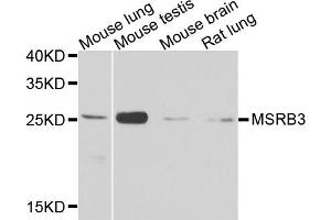 Western blot analysis of extracts of various cell lines, using MSRB3 antibody. (MSRB3 Antikörper)