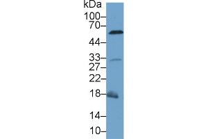 Western blot analysis of Mouse Liver lysate, using Mouse CASP8 Antibody (1 µg/ml) and HRP-conjugated Goat Anti-Rabbit antibody (