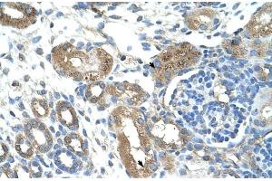 Human kidney (TRIM59 Antikörper  (Middle Region))