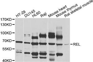 Western blot analysis of extracts of various cell lines, using REL antibody (ABIN5970527) at 1/1000 dilution. (c-Rel Antikörper)