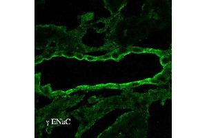 Immunohistochemistry analysis using Rabbit Anti-ENaC Polyclonal Antibody . (SCNN1A Antikörper  (AA 629-650) (FITC))