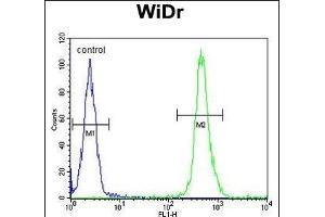 VPS26A Antibody (Center) (ABIN652668 and ABIN2842449) flow cytometric analysis of WiDr cells (right histogram) compared to a negative control cell (left histogram). (VPS26A Antikörper  (AA 263-291))