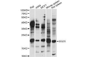 Western blot analysis of extracts of various cell lines, using ISG20 antibody (ABIN6290467) at 1:1000 dilution. (ISG20 Antikörper)