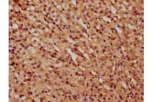 IHC image of ABIN7148461 diluted at 1:500 and staining in paraffin-embedded human adrenal gland tissue performed on a Leica BondTM system.