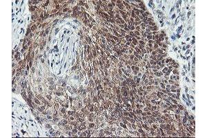 Image no. 3 for anti-CoA Synthase (COASY) antibody (ABIN1497557) (COASY Antikörper)