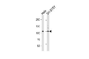 Western blot analysis of lysates from Hela, SH-SY5Y cell line (from left to right), using PI3KC3 Antibody (N-term) A. (PIK3C3 Antikörper  (N-Term))