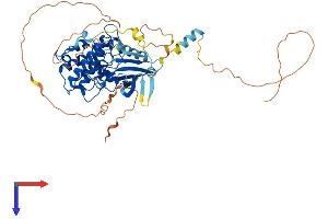 CAMKK1 Protein (AA 1-505) (His tag)