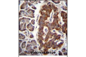DPT Antibody (N-term) (ABIN656571 and ABIN2845833) immunohistochemistry analysis in formalin fixed and paraffin embedded human pancreas tissue followed by peroxidase conjugation of the secondary antibody and DAB staining. (Dermatopontin Antikörper  (N-Term))