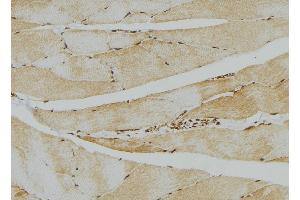 ABIN6276612 at 1/100 staining Mouse muscle tissue by IHC-P.